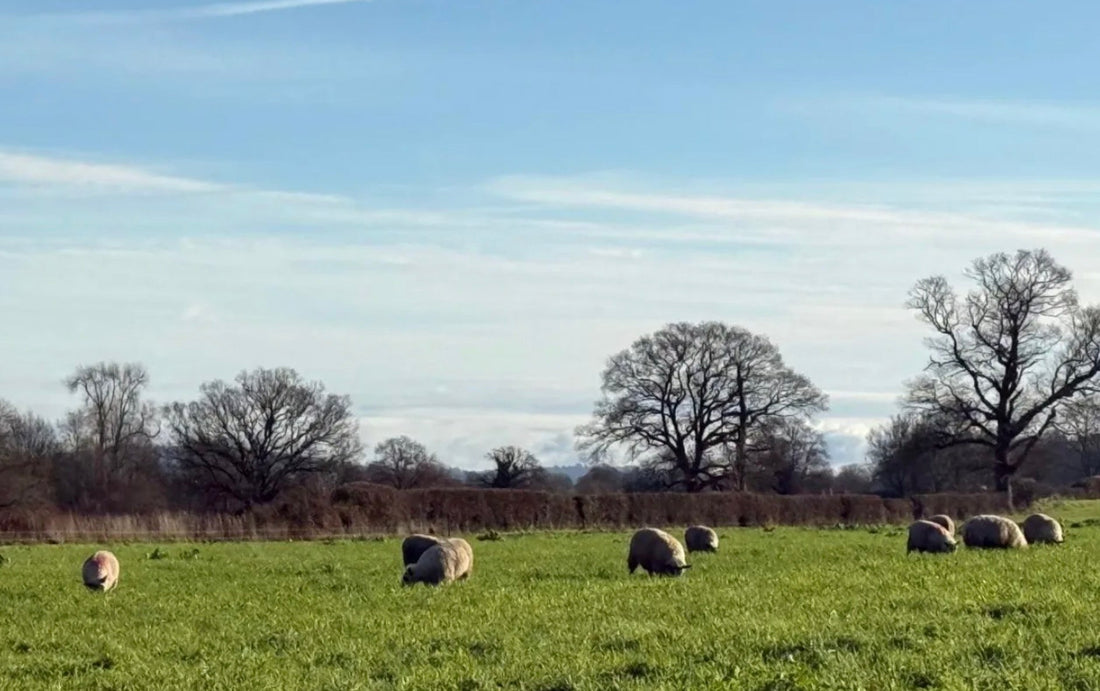 Sheep, Cover Crops & Why This Field Shows Regenerative Farming in Real Life