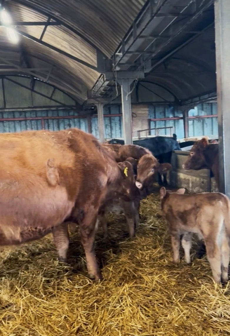 Life on the farm begins here.