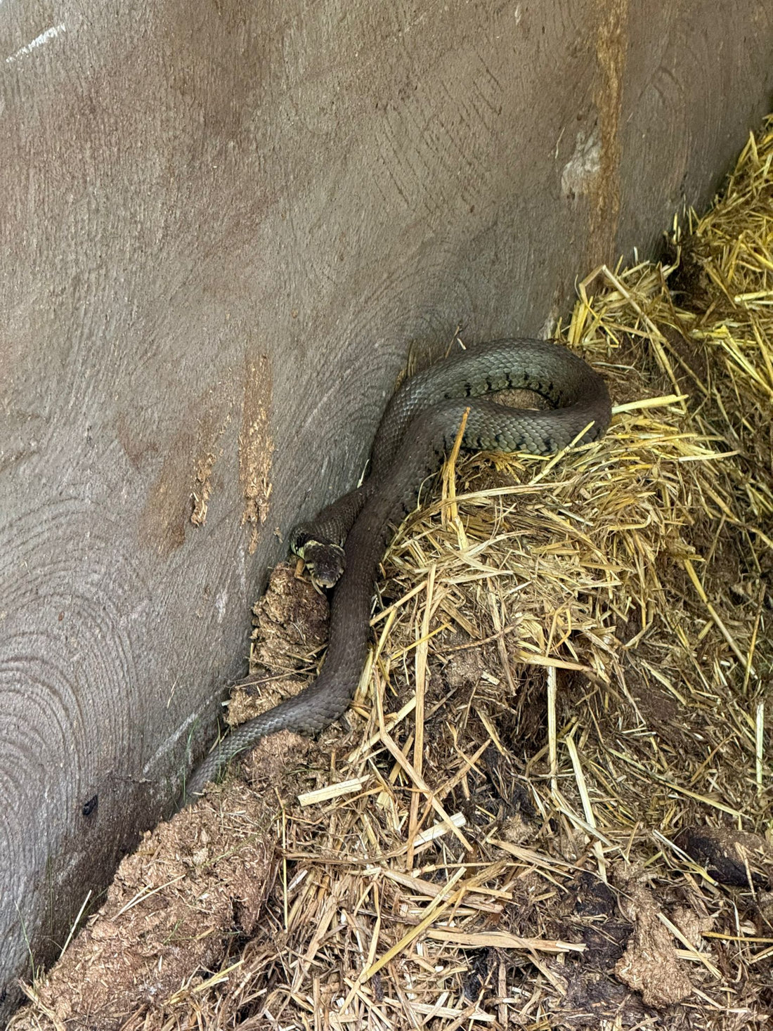 Spotted in the barn this week – a Grass Snake keeping an eye on the rodent situation at Lower Blakemere
