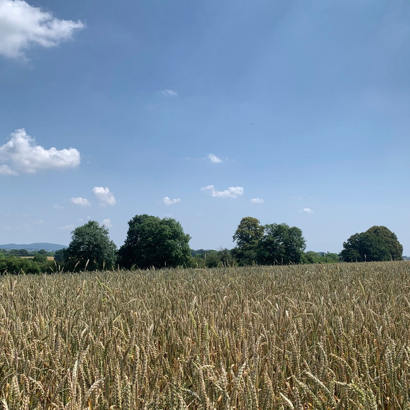 Regen Farm Feeds