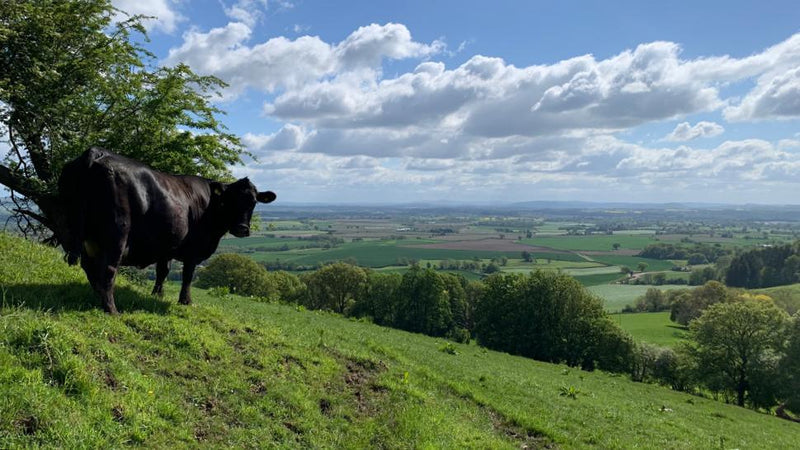 FROM THE FARM