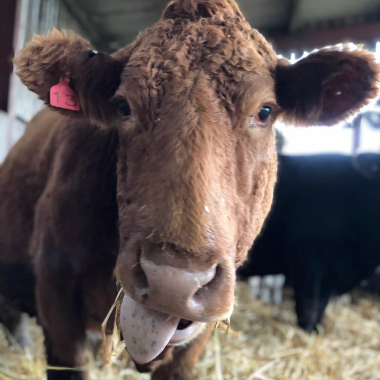 Brown cow standing in a barn with hay on the ground