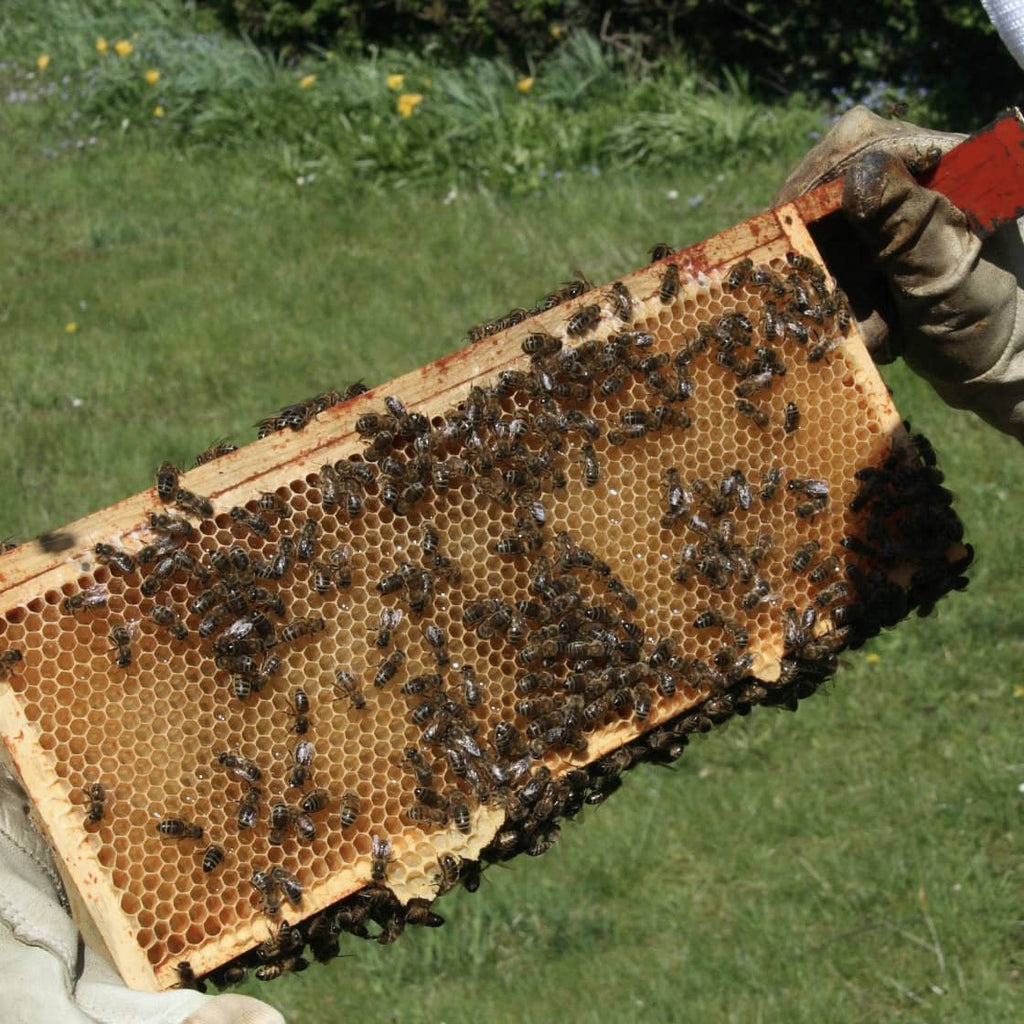 Honey Box