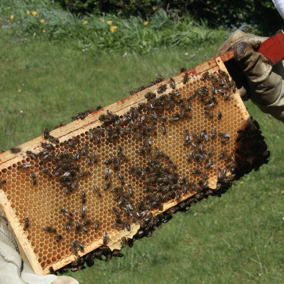 Honey Box