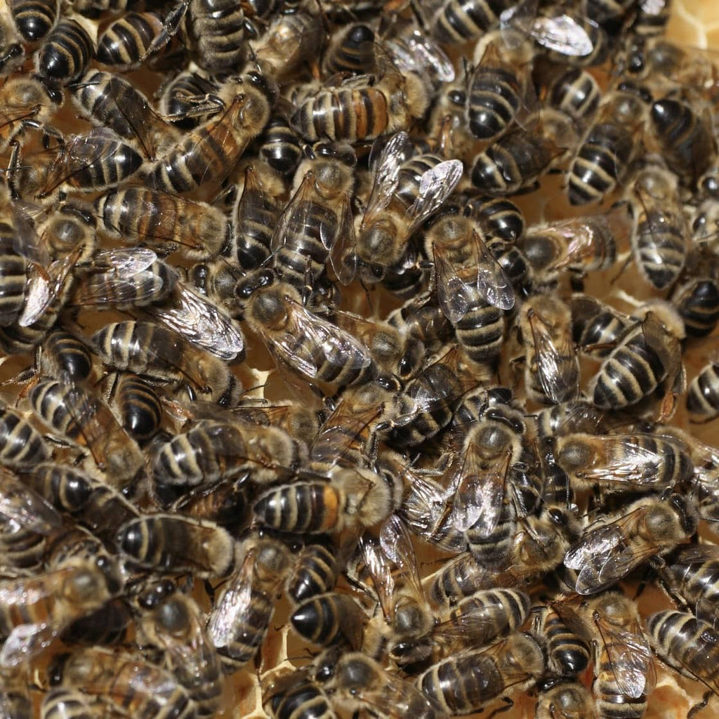 Honey Box