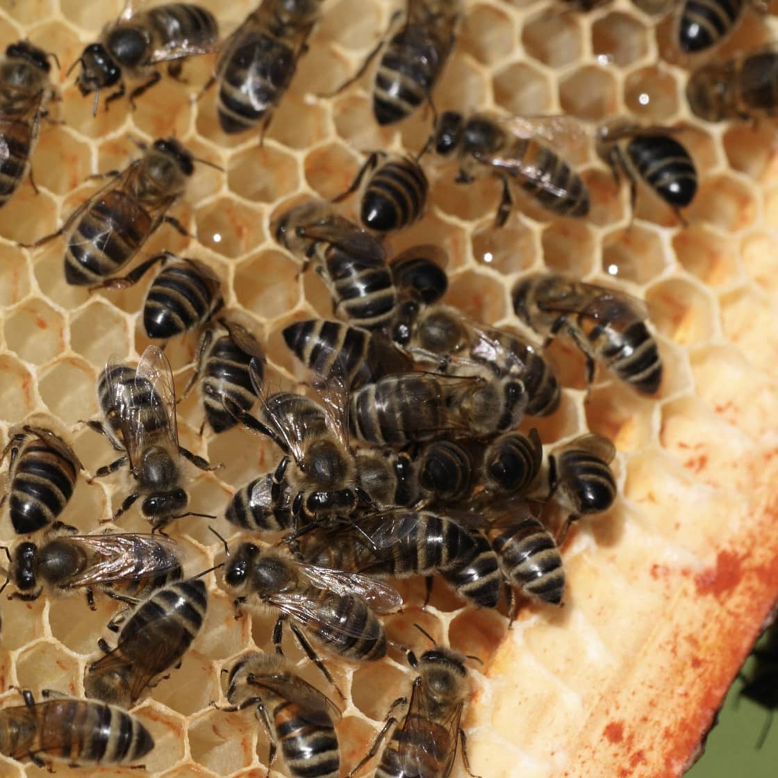 Honey Box
