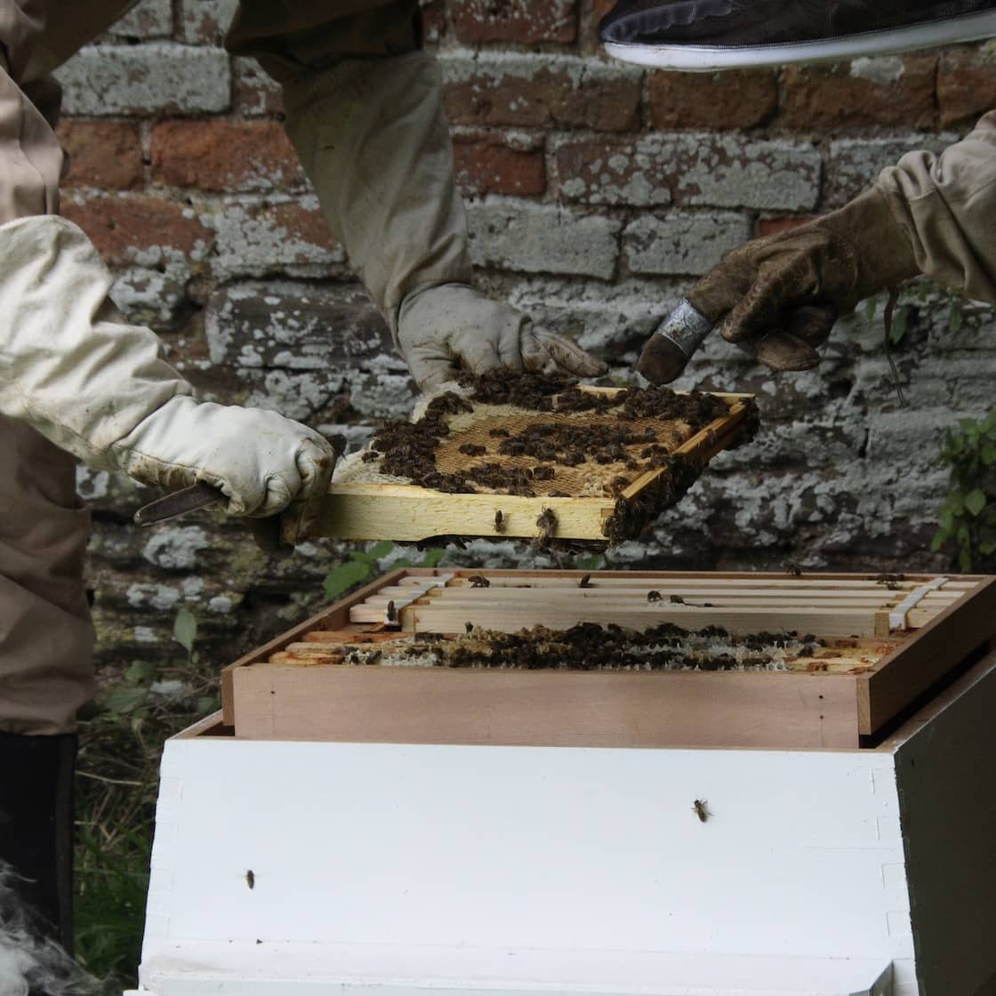 Honey Box