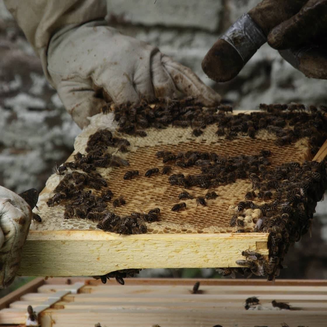Honey Box