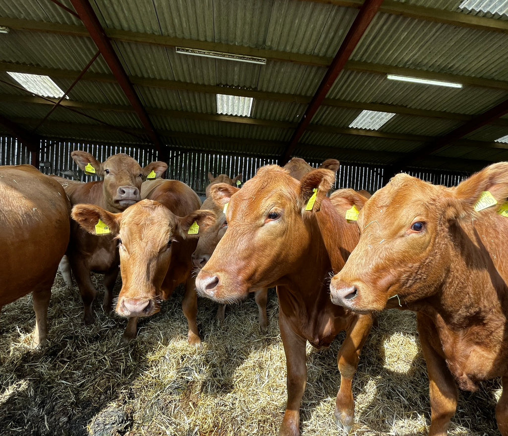 Beefy Box – Stabiliser Beef | Reserve Now for July Delivery