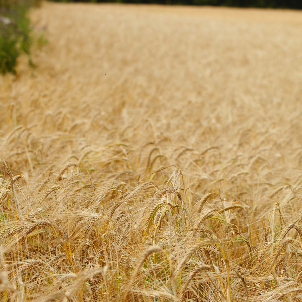 Whole Barley - 15kg | Preorder now for delivery Mid April
