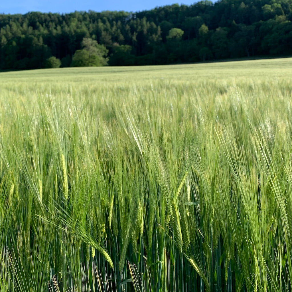 Whole Barley - 15kg | Preorder now for delivery Mid April