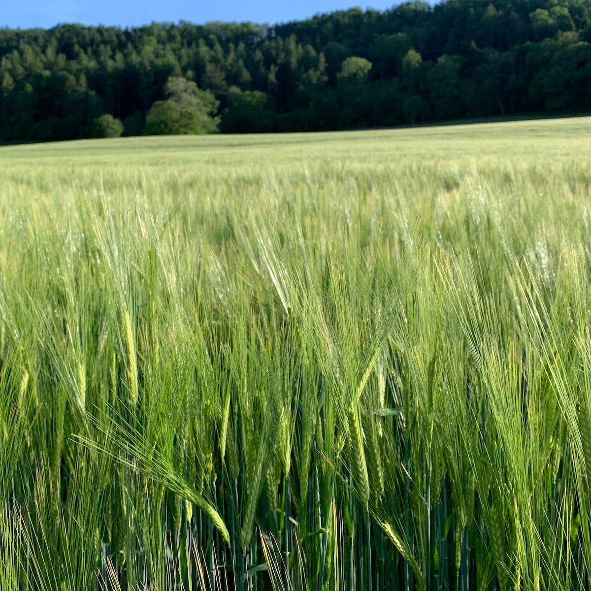 Whole Barley - 15kg | Preorder now for delivery Mid April