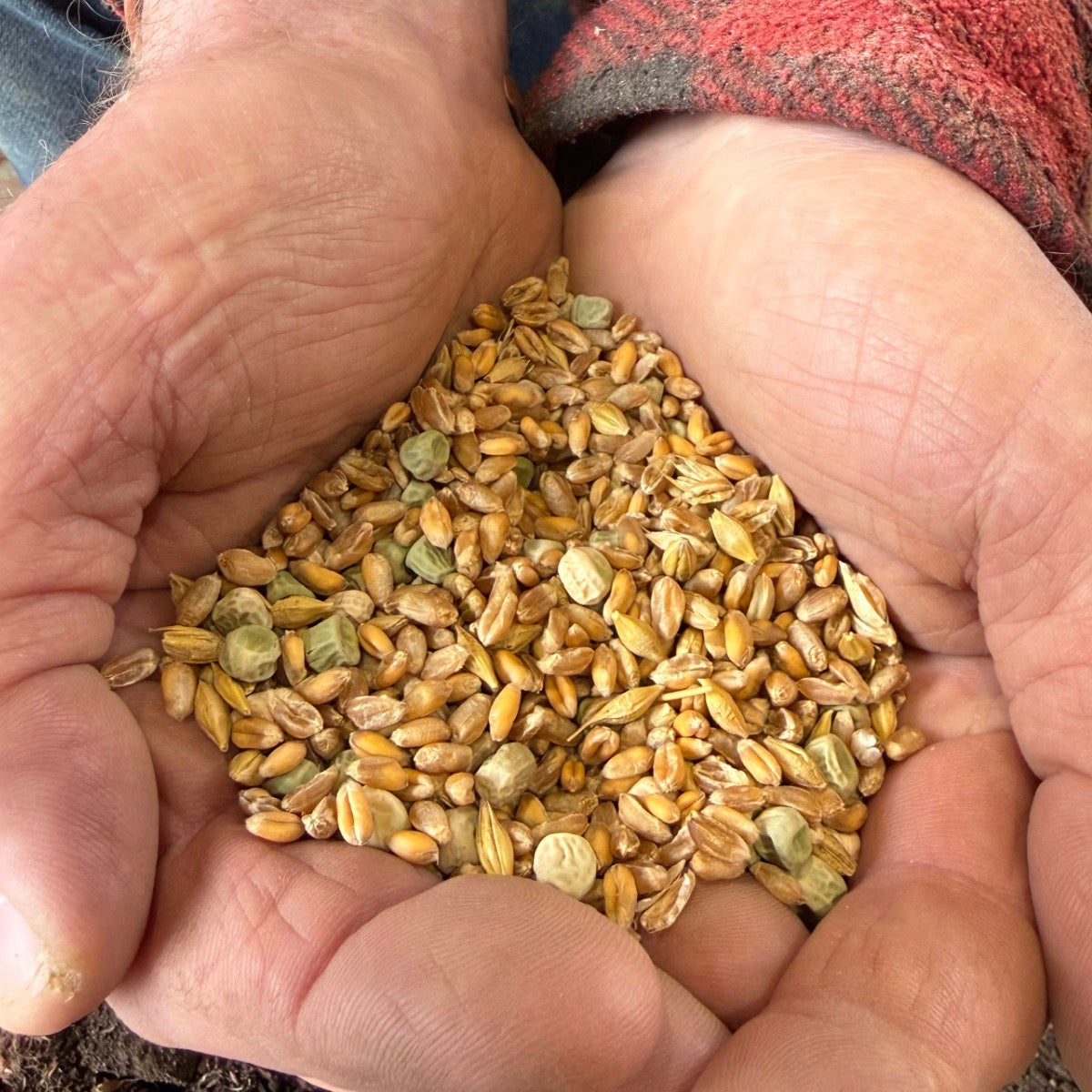Duck & Swan Grain - 15kg | Preorder now for delivery Mid June