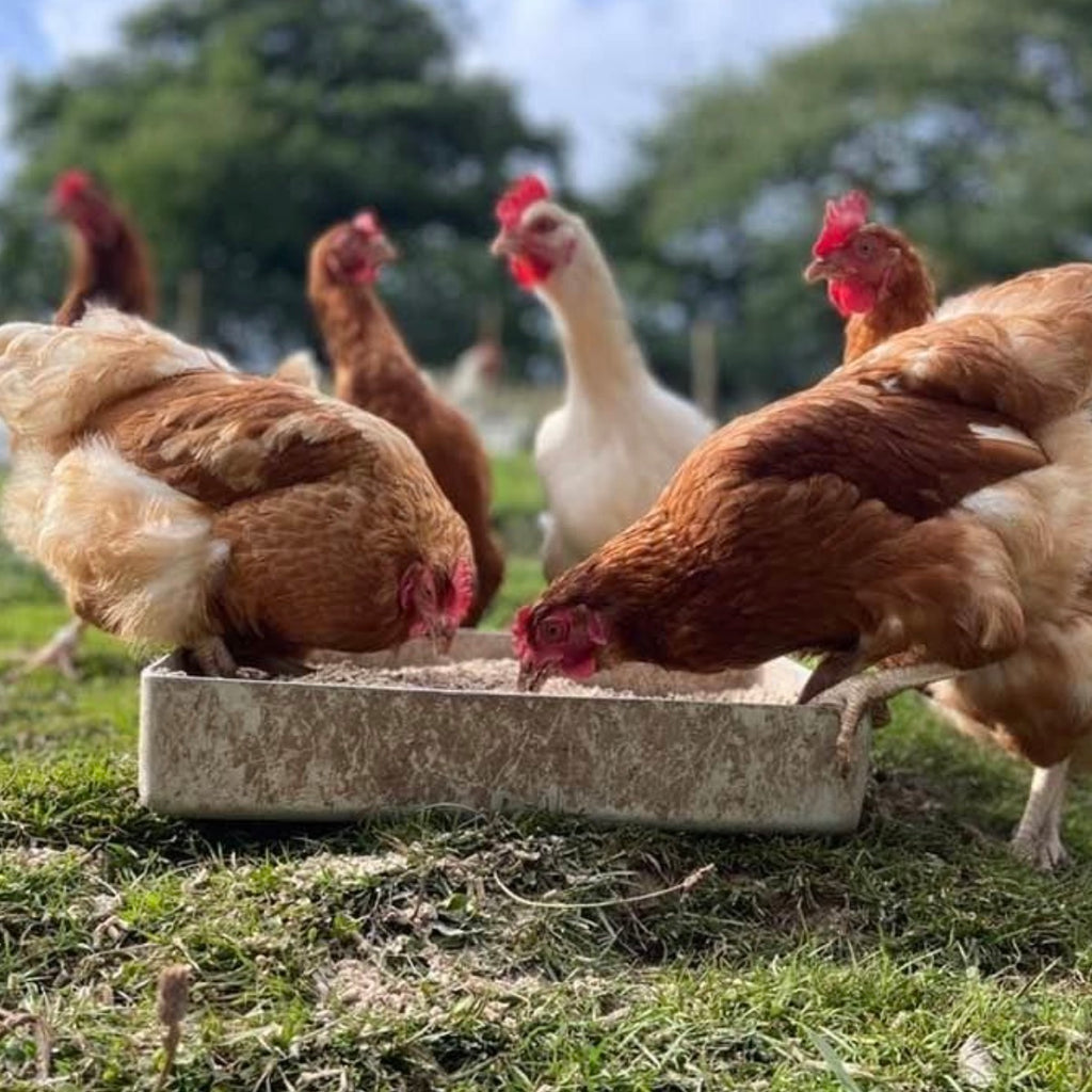 Chicken Scratch - 15kg | Preorder now for delivery Mid June