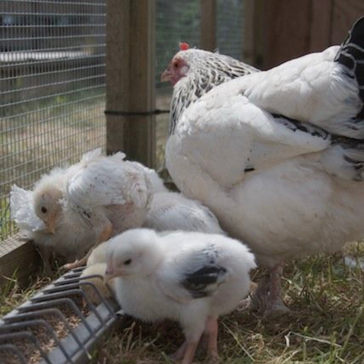 Chicken Scratch - 15kg | Preorder now for delivery Mid June