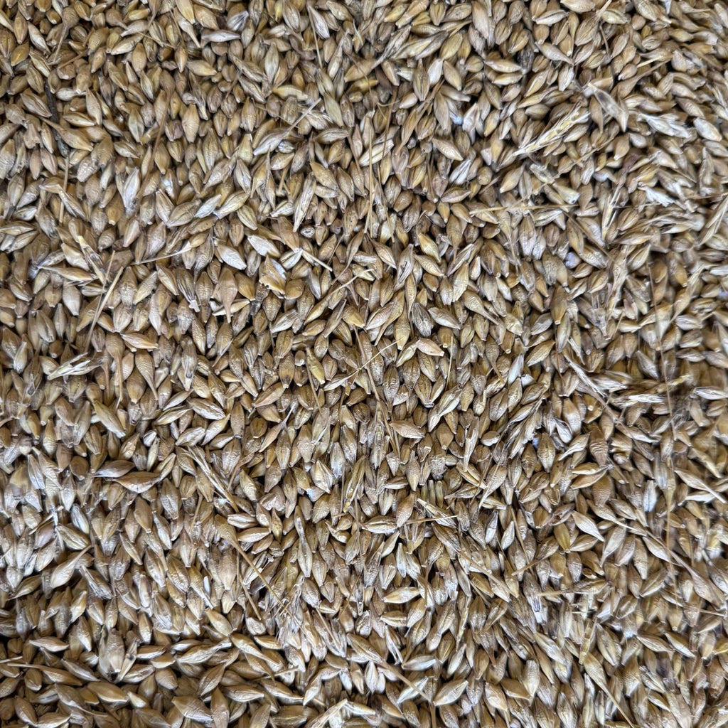 Whole Barley - 15kg | Preorder now for delivery Mid April