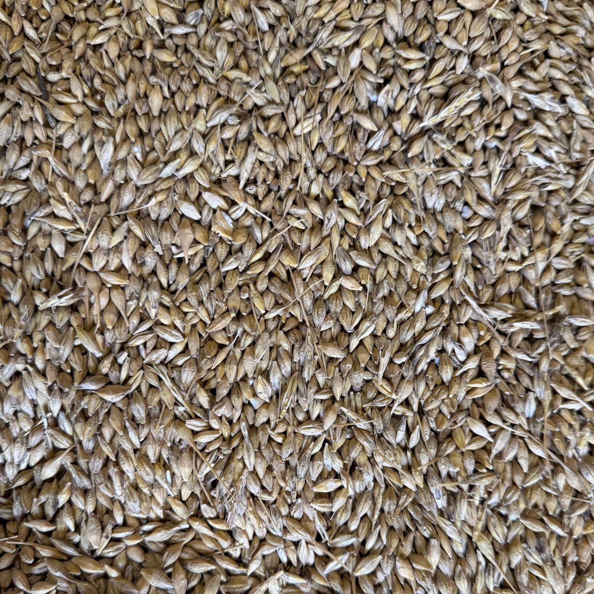 Whole Barley - 15kg | Preorder now for delivery Mid April