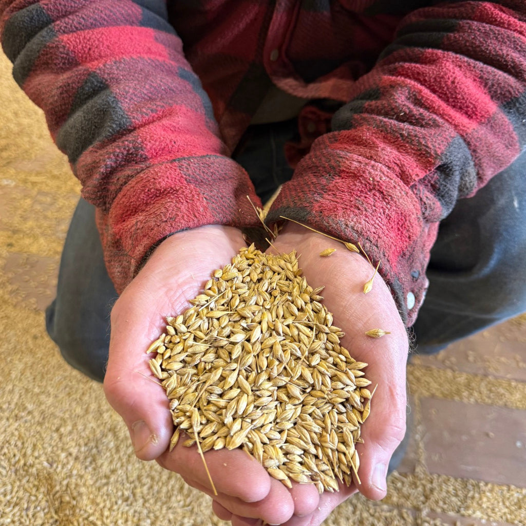 Whole Barley - 15kg | Preorder now for delivery Mid April