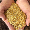 Whole Barley - 15kg | Preorder now for delivery Mid April