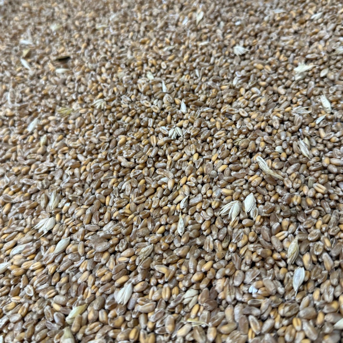 Whole Wheat - 15kg | Preorder now for delivery Mid April