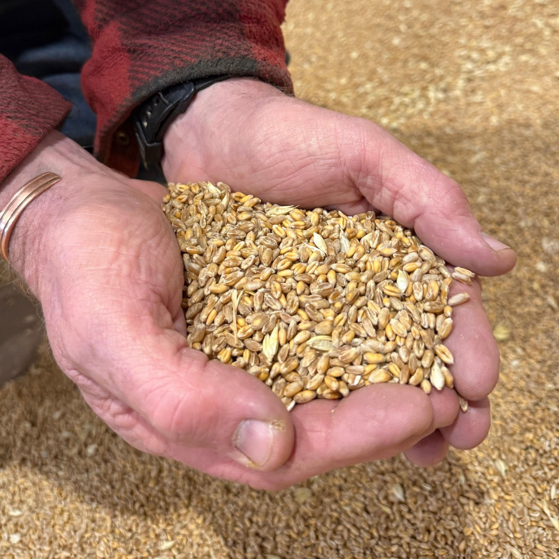 Whole Wheat - 15kg | Preorder now for delivery Mid April