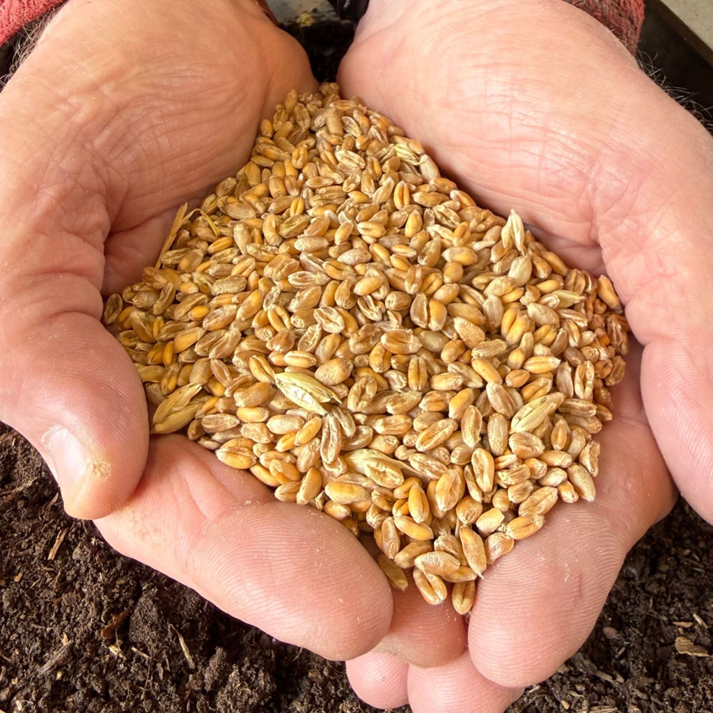 Whole Wheat - 15kg | Preorder now for delivery Mid April