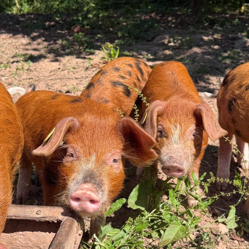 The Piggy Box — Oxford Sandy & Black Pork