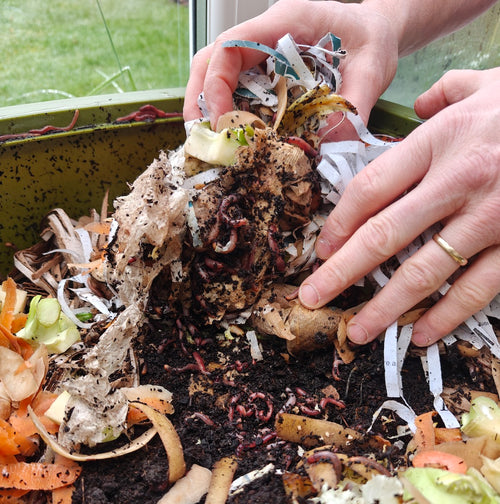 Farm Composting Worms – for Manure, Horse Manure, Vermicomposting & Biological Compost Systems