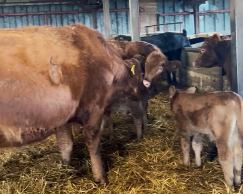 Farm Bokashi Bran for Livestock Bedding, Manure & Composting