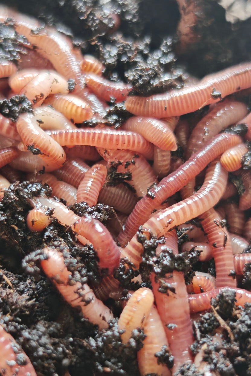 Farm Composting Worms – for Manure, Horse Manure, Vermicomposting & Biological Compost Systems