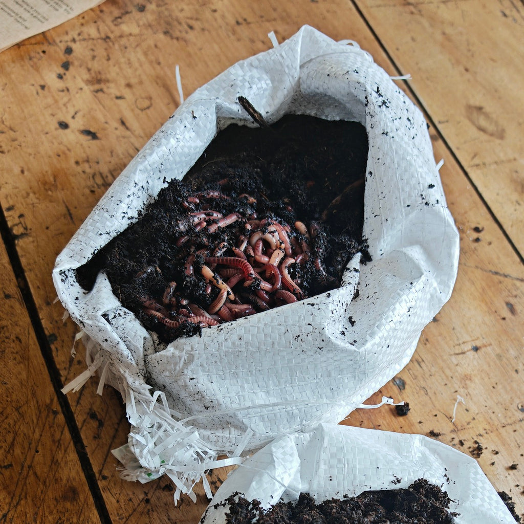 Farm Composting Worms – for Manure, Horse Manure, Vermicomposting & Biological Compost Systems