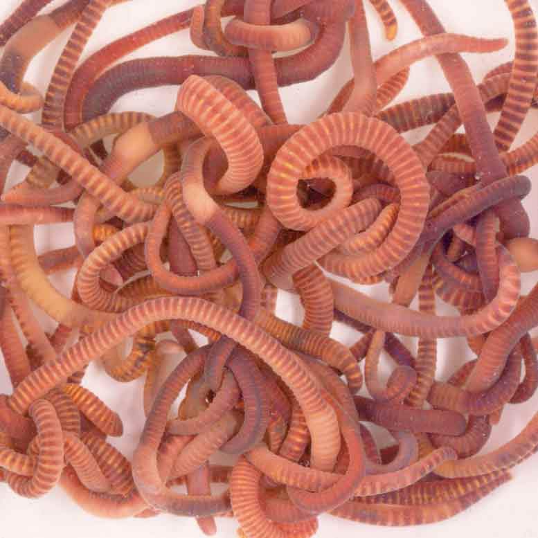 Farm Composting Worms – for Manure, Horse Manure, Vermicomposting & Biological Compost Systems
