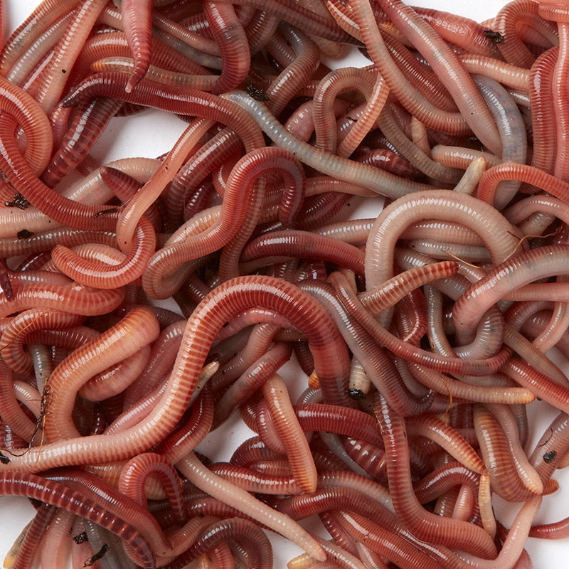 Farm Composting Worms – for Manure, Horse Manure, Vermicomposting & Biological Compost Systems